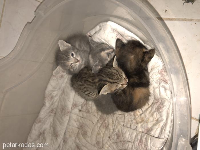 istanbul kagithane de ucretsiz yavru kediler sahiplendiriyorum istanbul ucretsiz kedi istanbul petarkadas com