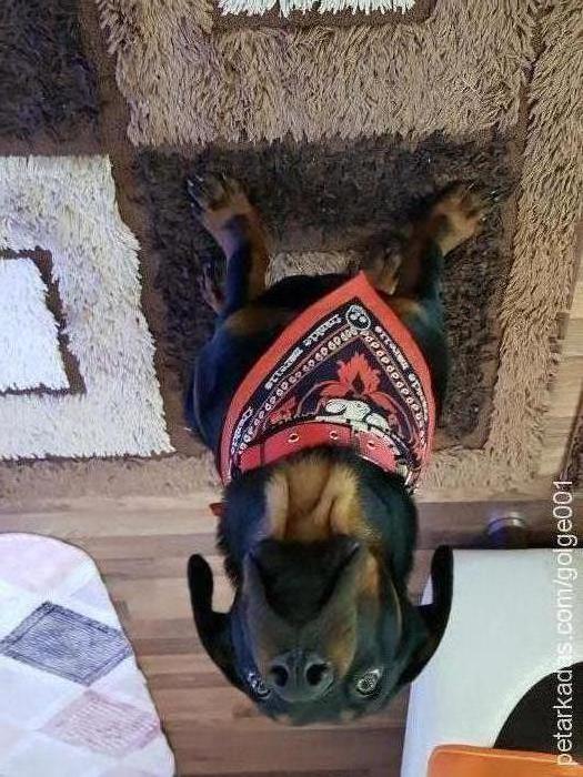 gölge Dişi Rottweiler