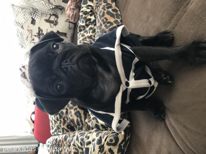 arya Dişi Pug