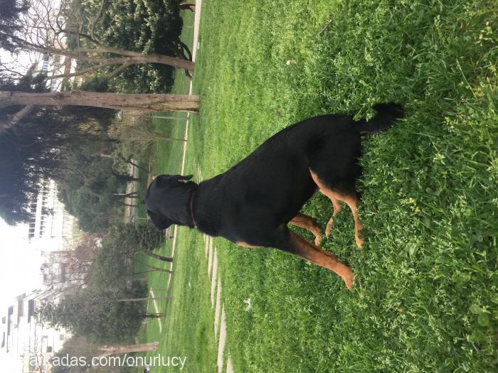 lucy Dişi Rottweiler