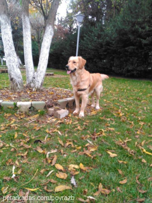 poyraz Erkek Golden Retriever