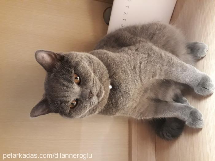 ares Erkek British Shorthair