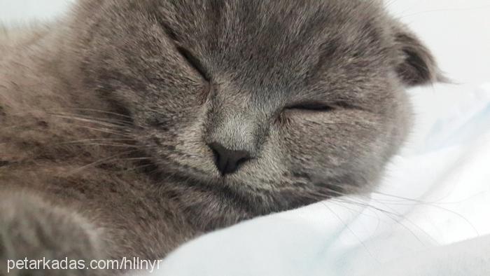 arya Dişi Scottish Fold