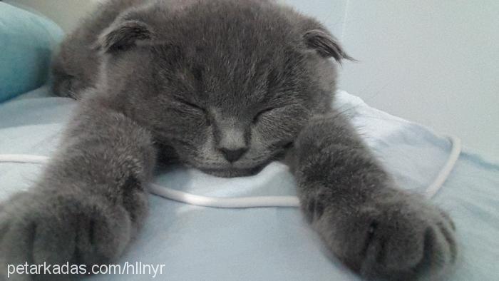 arya Dişi Scottish Fold