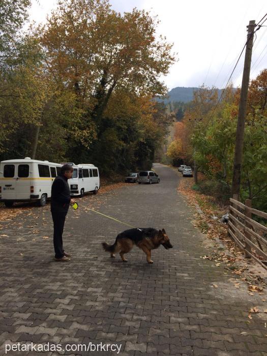 Şef Erkek Alman Çoban Köpeği