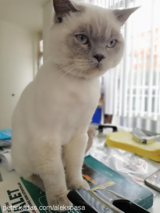 alex Erkek British Shorthair