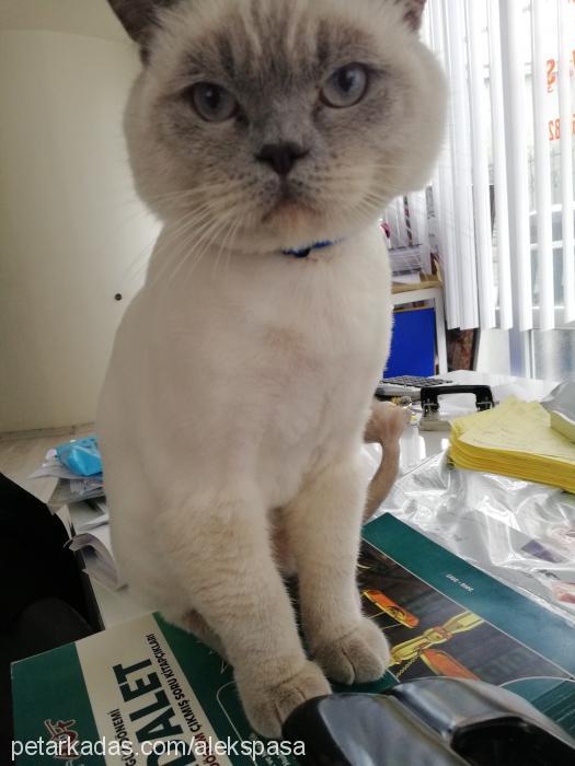 alex Erkek British Shorthair