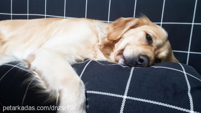 Şaşkın Erkek Golden Retriever