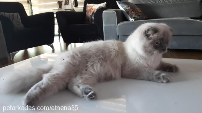 athena Dişi Scottish Fold