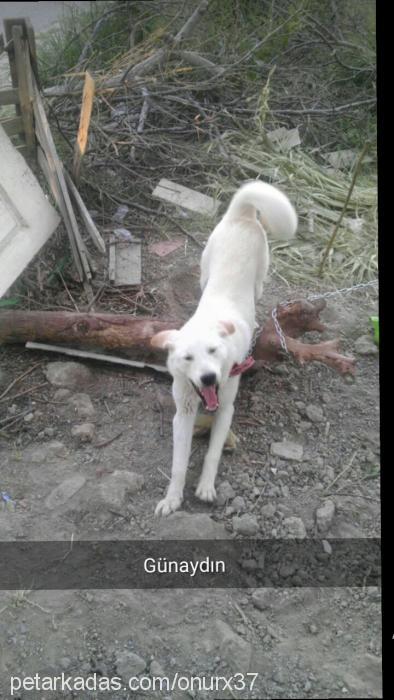 asil Erkek Golden Retriever