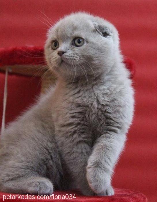 fiona Dişi Scottish Fold