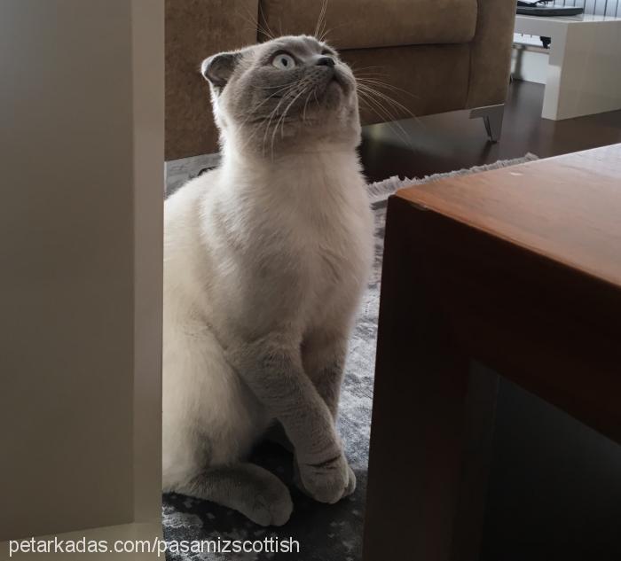 paşa Erkek Scottish Fold