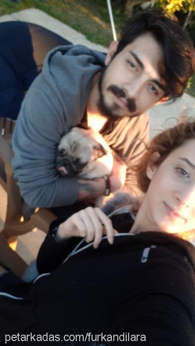 alice Dişi Pug