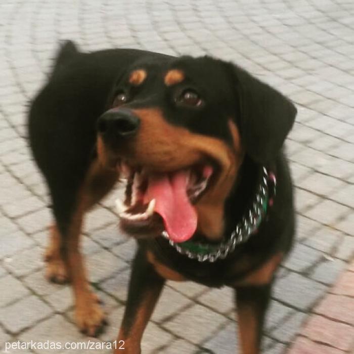 zara Dişi Rottweiler