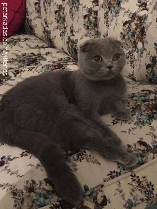 Şila Dişi Scottish Fold