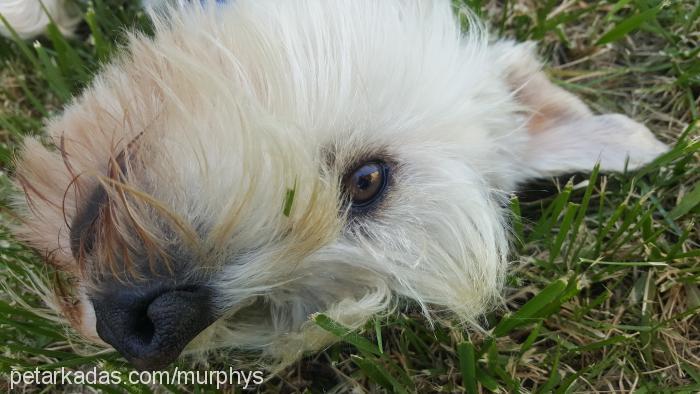 murphy Erkek Minyatür Schnauzer