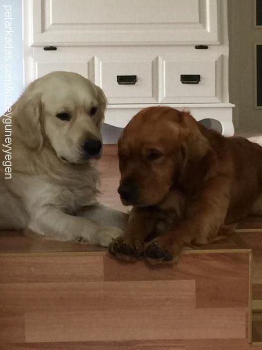 kuzey Erkek Golden Retriever