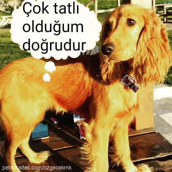 tarçın Dişi Amerikan Cocker Spaniel