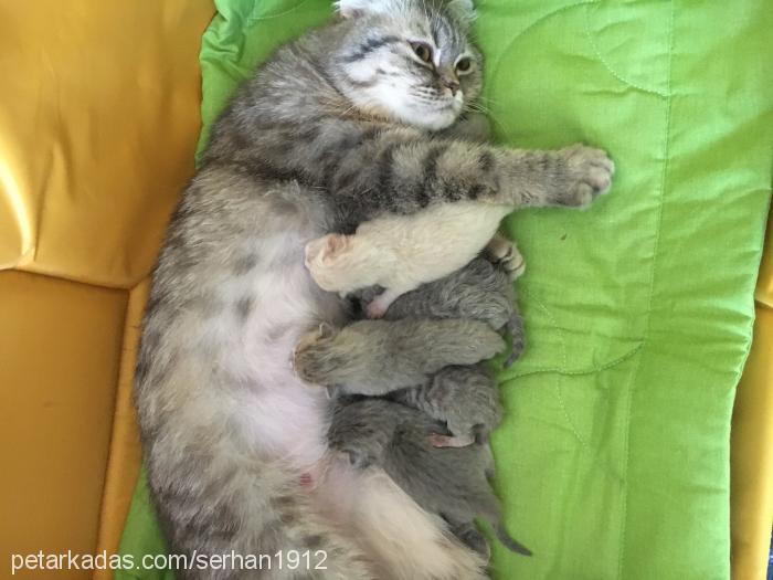 prensprenses Dişi Scottish Fold