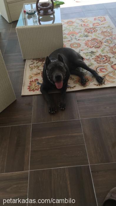 melo Erkek Cane Corso Italiano