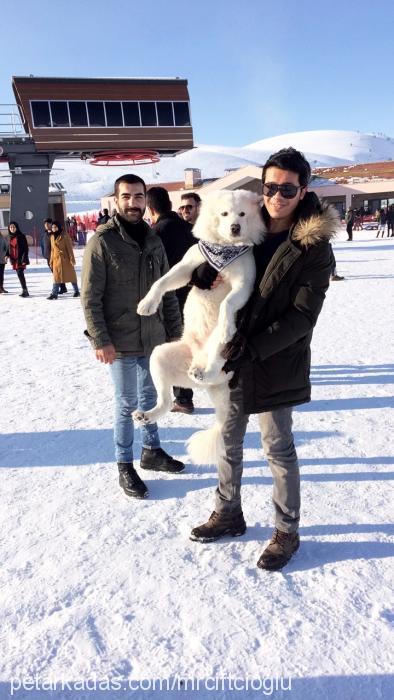 bulut Erkek Samoyed