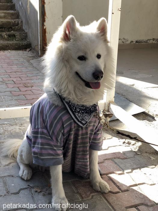 bulut Erkek Samoyed