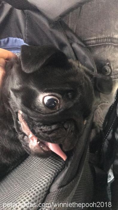 winnie Erkek Pug