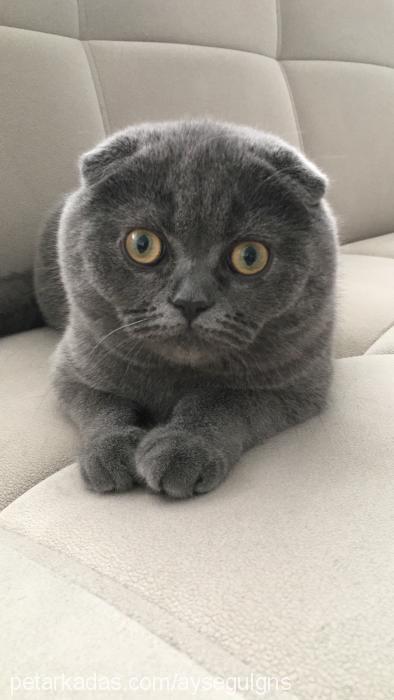 pars Erkek Scottish Fold