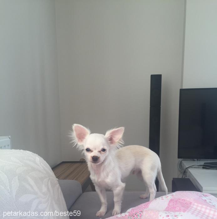 leo Erkek Chihuahua