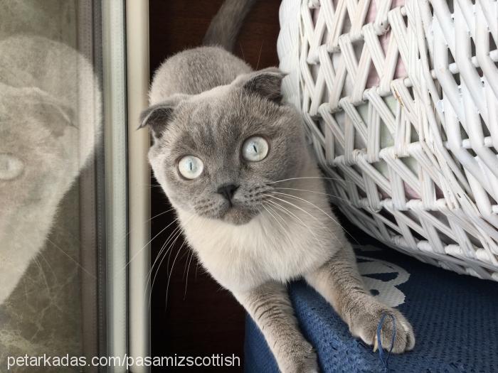 paşa Erkek Scottish Fold