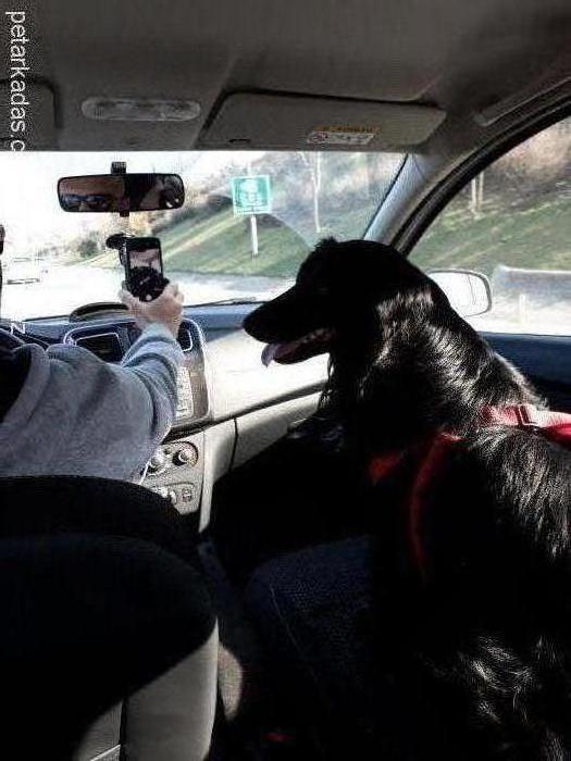 zeytin Erkek Border Collie