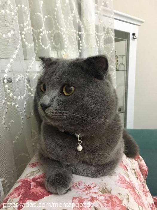 aŞk Erkek Scottish Fold