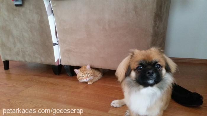 gece Erkek Pekingese