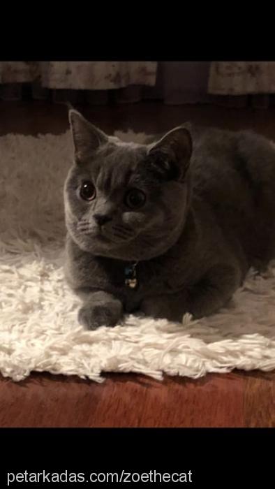 zoe Dişi British Shorthair