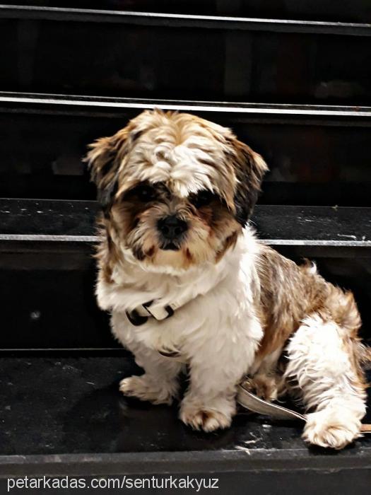 koko Erkek Shih-Tzu