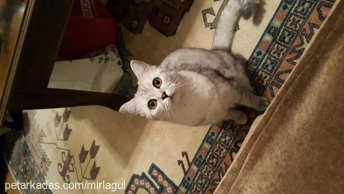 mırlagul Dişi British Shorthair