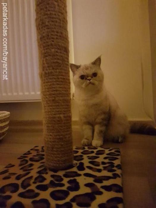 misket Dişi Exotic Shorthair