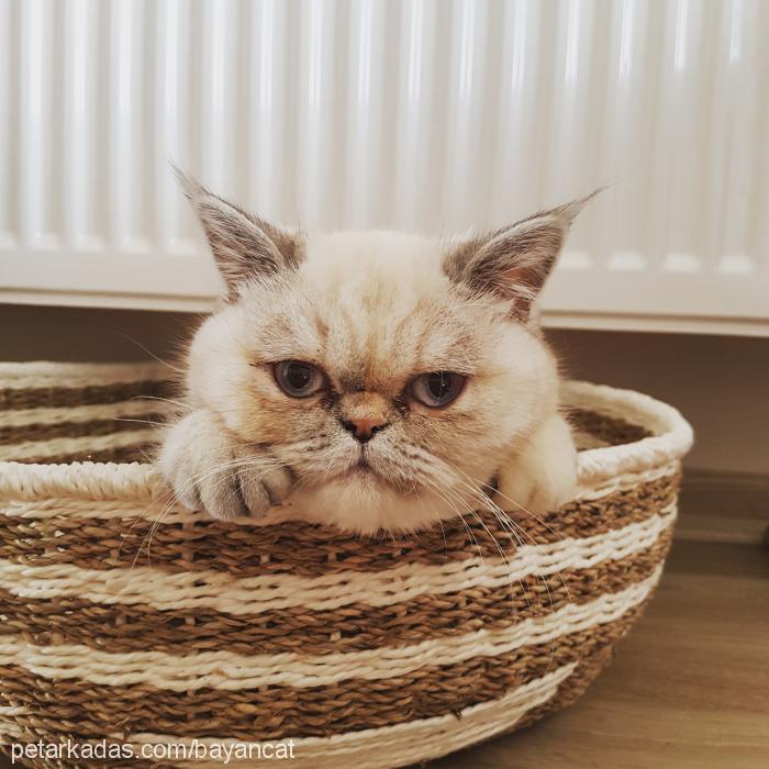 misket Dişi Exotic Shorthair