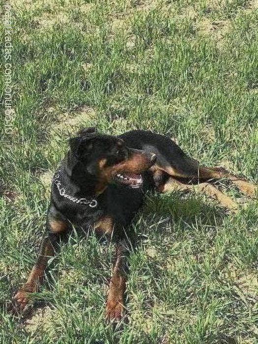 paşa Erkek Doberman Pinscher