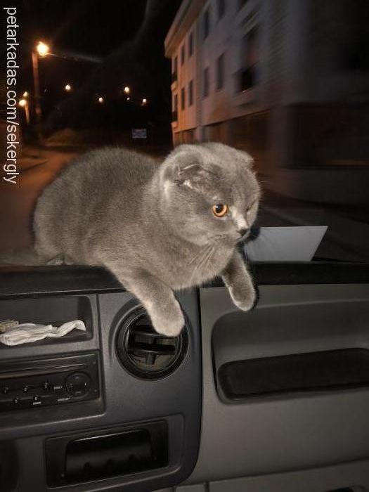 Şeker Dişi Scottish Fold