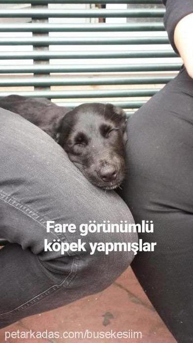 dobby Erkek Sokö (Sokak Köpeği)