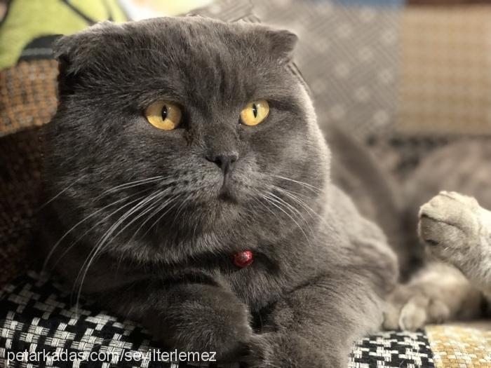 puding Erkek Scottish Fold