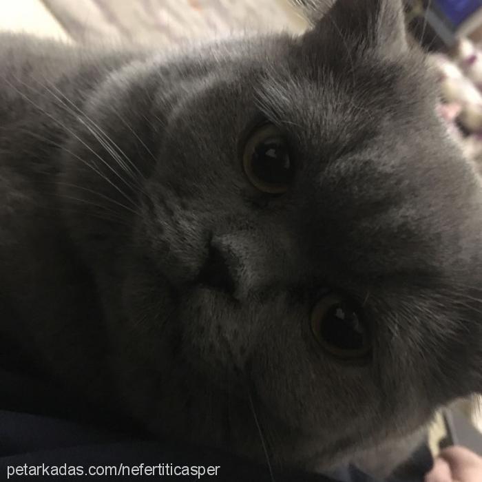 casper Erkek British Shorthair