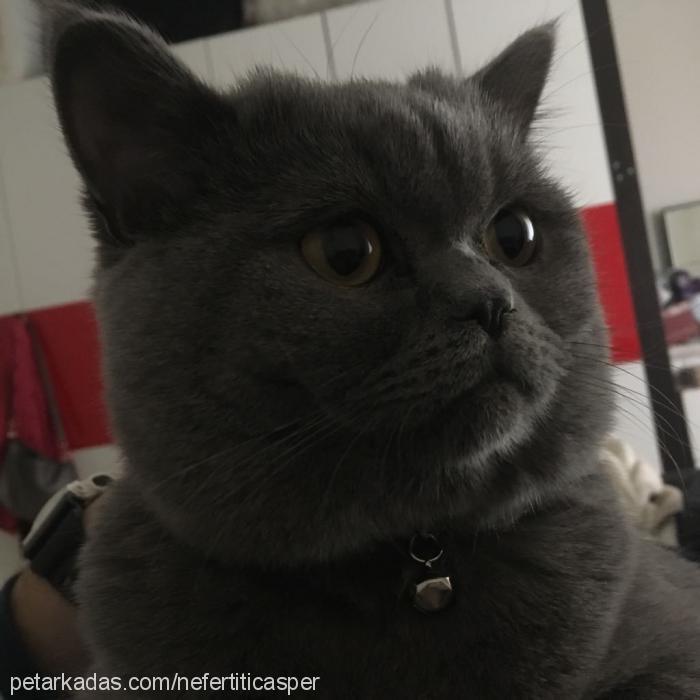 casper Erkek British Shorthair