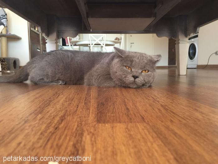 boni Erkek British Shorthair