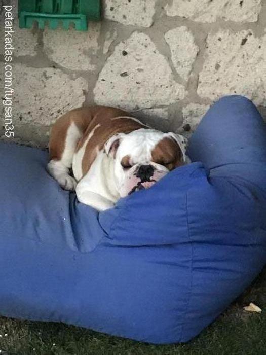 mÜdÜr Erkek İngiliz Bulldog