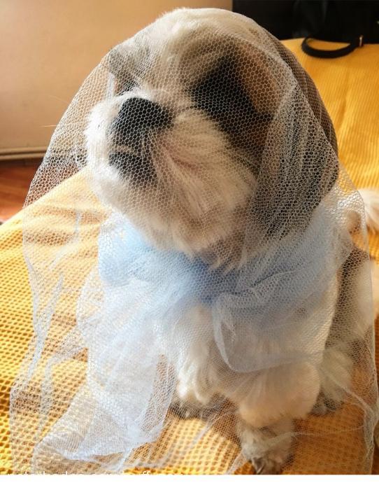 puffy Erkek Shih-Tzu