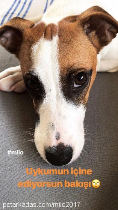 milo2017 Erkek Jack Russell Terrier