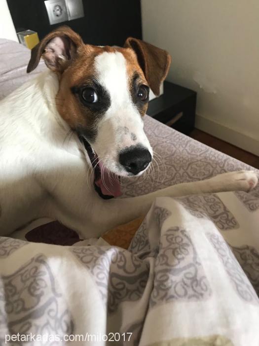 milo2017 Erkek Jack Russell Terrier