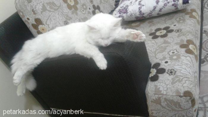 pamuk Erkek Ankara Kedisi (Angora)